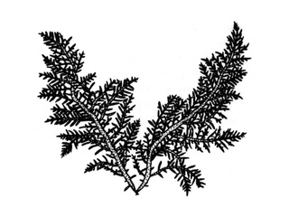Rosenrøyr- slekta (Lomentaria)