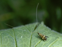 Nemophora degeerella