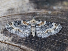 Revebjelledvergmåler (Eupithecia pulchellata)