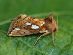 Kortstreket metallfly (Plusia putnami)