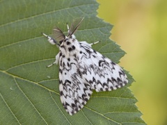 Barskognonne (Lymantria monacha)