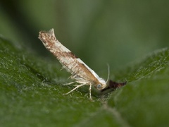 Kirsebærmøll (Argyresthia pruniella)