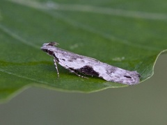 Square-spot Crest (Hypatima rhomboidella)