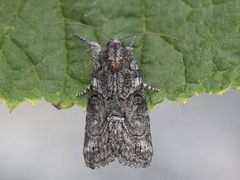 Marbled Grey (Bryophila raptricula)