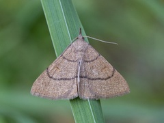 Gulbrunt viftefly (Paracolax tristalis)