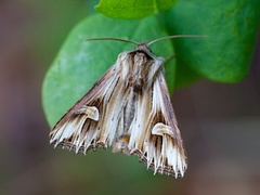 Purple Cloud (Actinotia polyodon)