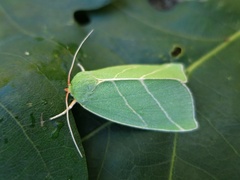Scarce Silver-lines (Bena bicolorana)