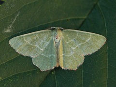 Randbladmåler (Thalera fimbrialis)