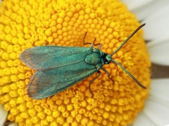 Forester (Adscita statices)