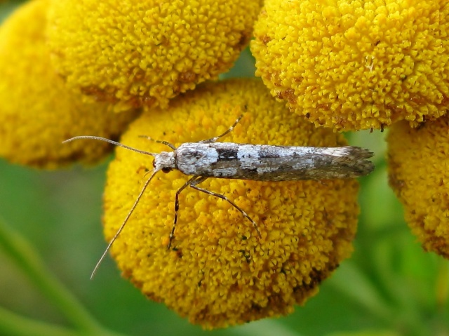 Rhigognostis senilella
