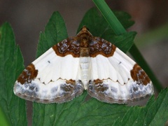 Bringebærmåler (Mesoleuca albicillata)