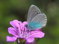 Green-underside Blue (Glaucopsyche alexis)