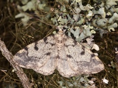 Strybarkmåler (Alcis jubata)