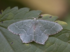 Common Emerald (Hemithea aestivaria)
