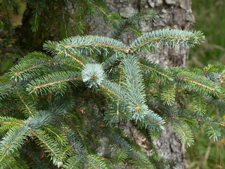 Sitkagran (Picea sitchensis) Sitkagran (Picea sitchensis)