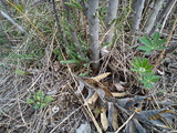 Hagelupin (Lupinus polyphyllus)