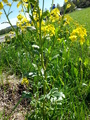 Russekål (Bunias orientalis)