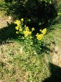 Russekål (Bunias orientalis)