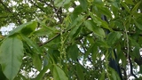 Platanlønn (Acer pseudoplatanus)