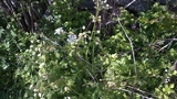 Kjempebjørnekjeks (Heracleum mantegazzianum)