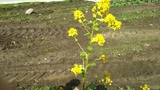 Russekål (Bunias orientalis)