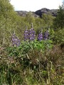 Hagelupin (Lupinus polyphyllus)