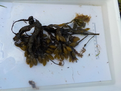 Sponge seaweed (Codium fragile)