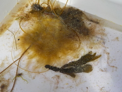 Landlady's wig (Desmarestia aculeata)