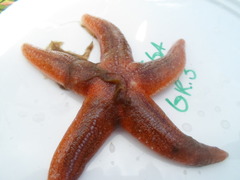 Kamstjerne (Astropecten irregularis)