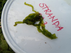 Sea grass (Ulva intestinalis)
