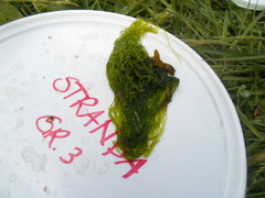 Sea grass (Ulva intestinalis)