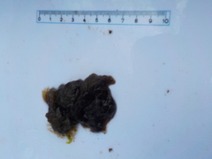 Sea grass (Ulva intestinalis)