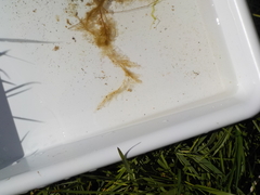 Sea grass (Ulva intestinalis)