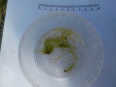 Sea grass (Ulva intestinalis)