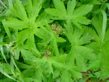 Kjempebjørnekjeks (Heracleum mantegazzianum)