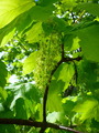 Platanlønn (Acer pseudoplatanus)