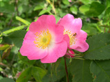 Rynkerose (Rosa rugosa)