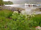 Kjempebjørnekjeks (Heracleum mantegazzianum)