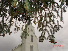 Sitkagran (Picea sitchensis)