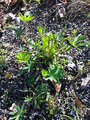 Hagelupin (Lupinus polyphyllus)