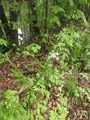 Kjempebjørnekjeks (Heracleum mantegazzianum)