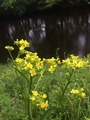 Russekål (Bunias orientalis)