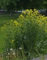 Russekål (Bunias orientalis)