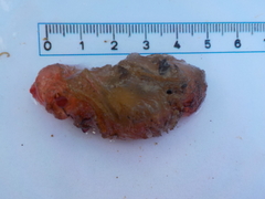 Sekkdyr (Ascidiacea)