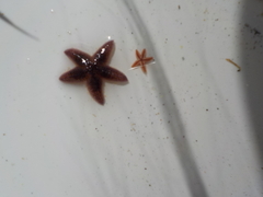 Kamstjerne (Astropecten irregularis)