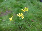 Vinterkarse (Barbarea vulgaris)