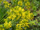 Vinterkarse (Barbarea vulgaris)