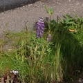 Hagelupin (Lupinus polyphyllus)