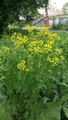 Russekål (Bunias orientalis)