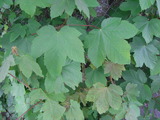 Platanlønn (Acer pseudoplatanus)